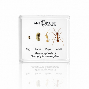 Specimen Oecophylla smaragdina - Metamorphosis